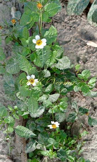  Plant